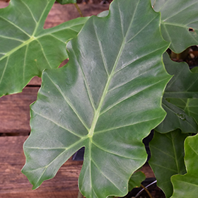 Plant Photo 4