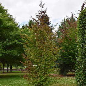 Plant Photo 6