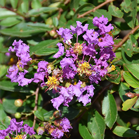 Plant Photo 8