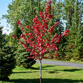 Plant Photo 2
