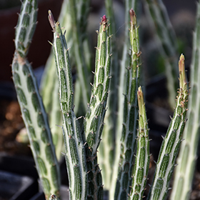 Plant Photo 8