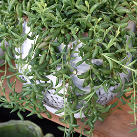 Plant Photo 5
