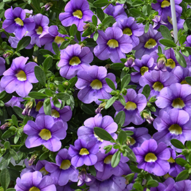 Plant Photo 5