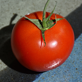 Plant Photo 9