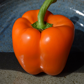 Plant Photo 5