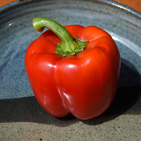 Plant Photo 2