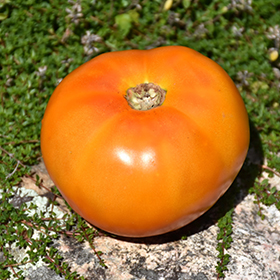 Plant Photo 7