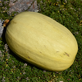 Plant Photo 10