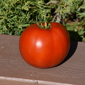Plant Photo 4