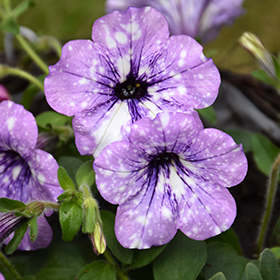 Plant Photo 6
