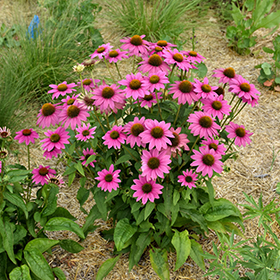 Plant Photo 10