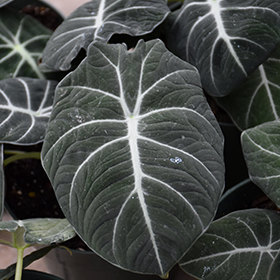 Plant Photo 3