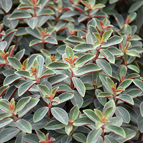 Plant Photo 4