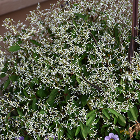 Plant Photo 8