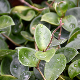 Plant Photo 4