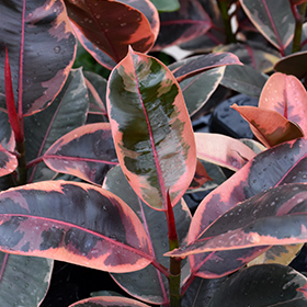 Plant Photo 4