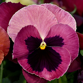 Plant Photo 6