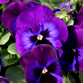 Plant Photo 4