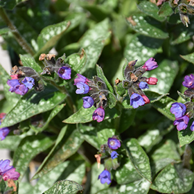 Plant Photo 6