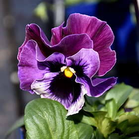 Plant Photo 10
