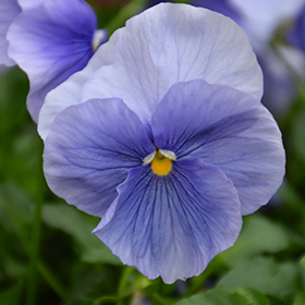 Plant Photo 5