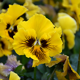 Plant Photo 1