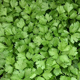 Plant Photo 5
