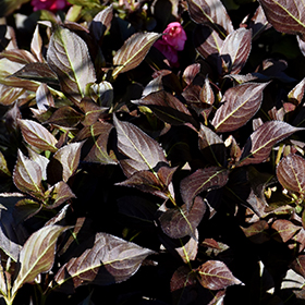 Plant Photo 2