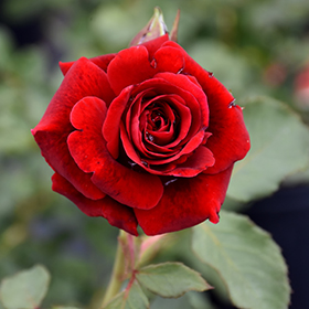 Rose Photo