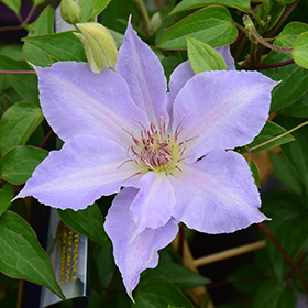 Plant Photo 8