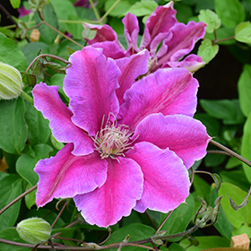 Plant Photo 1