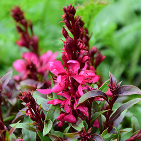 Plant Photo 4