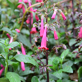 Plant Photo 1