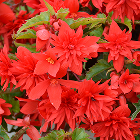 Plant Photo 6
