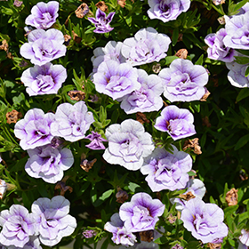 Plant Photo 6