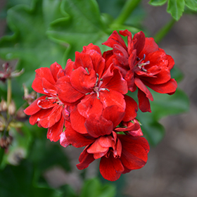 Plant Photo 3