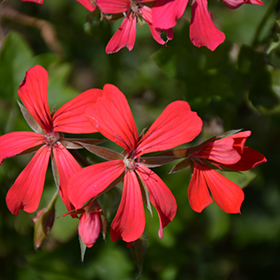 Plant Photo 8