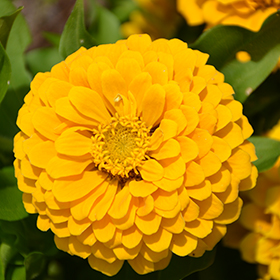 Plant Photo 10