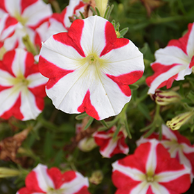 Plant Photo 6