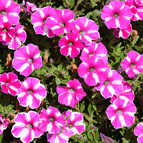 Plant Photo 2