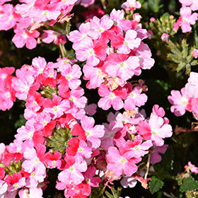 Plant Photo 1