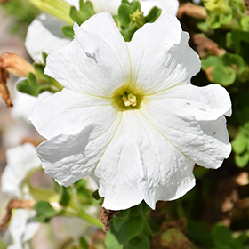Plant Photo 8