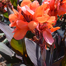 Plant Photo 4