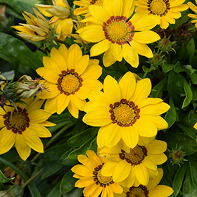 Plant Photo 8