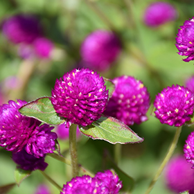 Plant Photo 9
