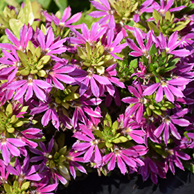 Plant Photo 5