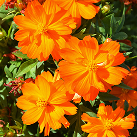 Plant Photo 6