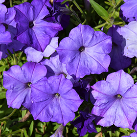 Plant Photo 4