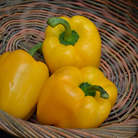 Plant Photo 10