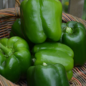 Plant Photo 8